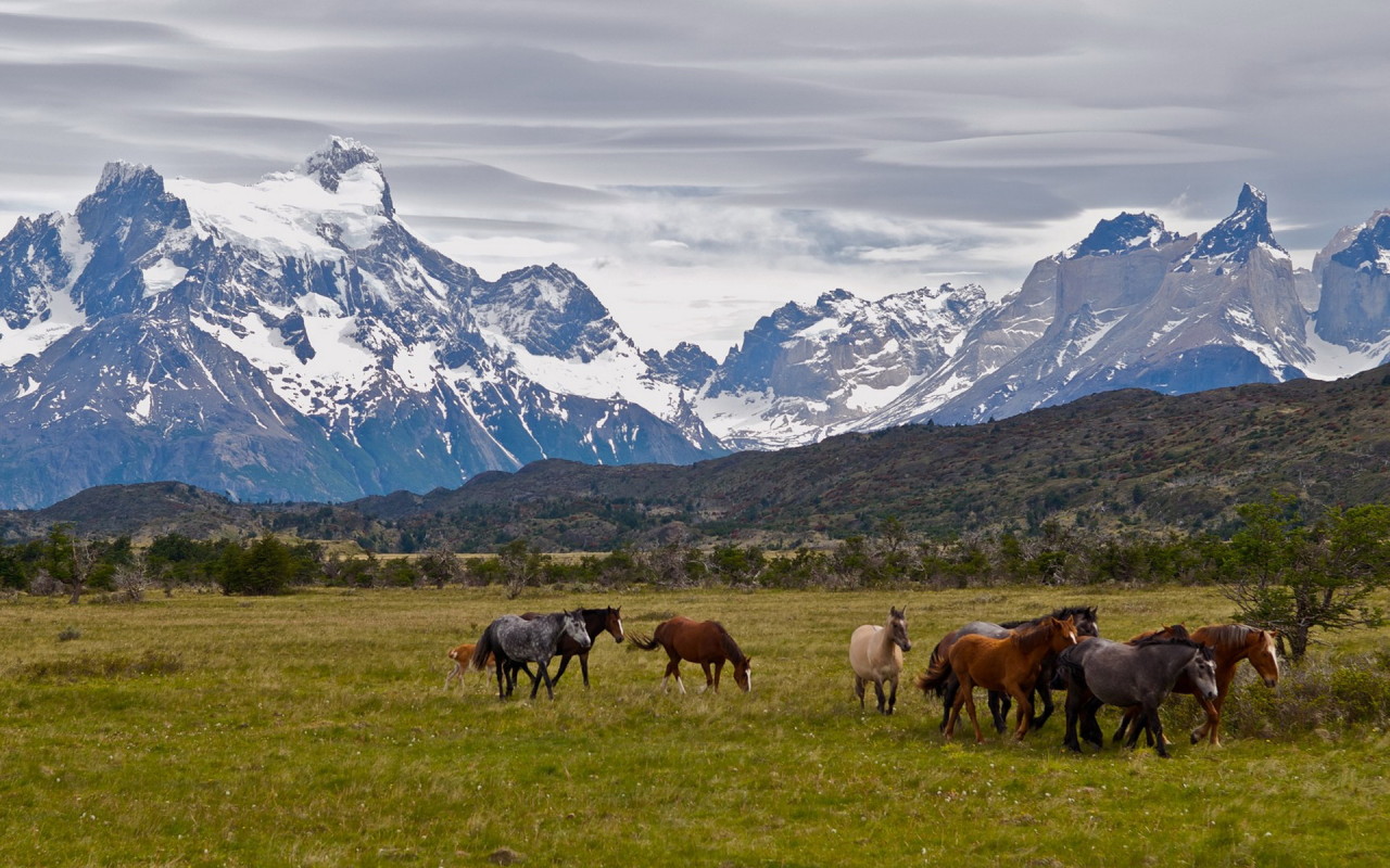 Табун лошадей