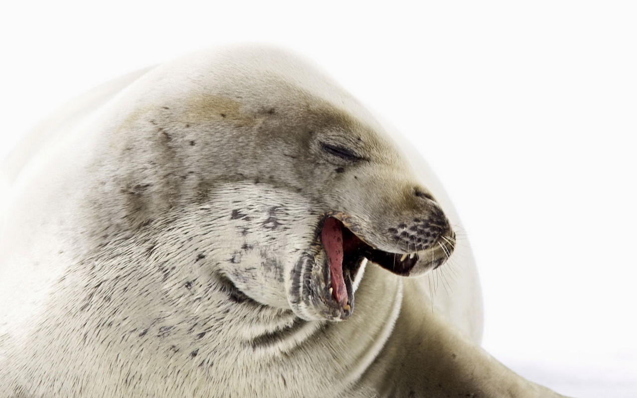 Морской котик