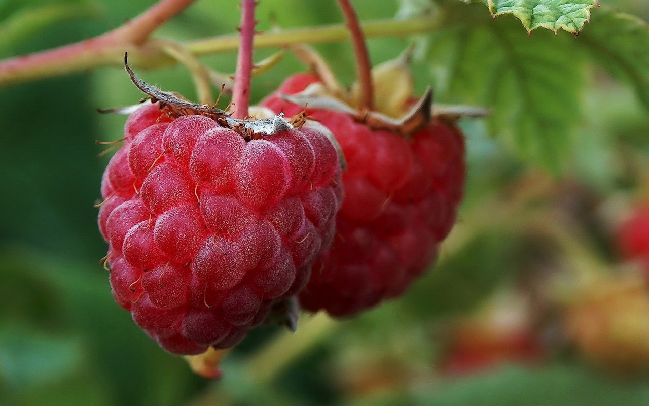 Малина на ветке