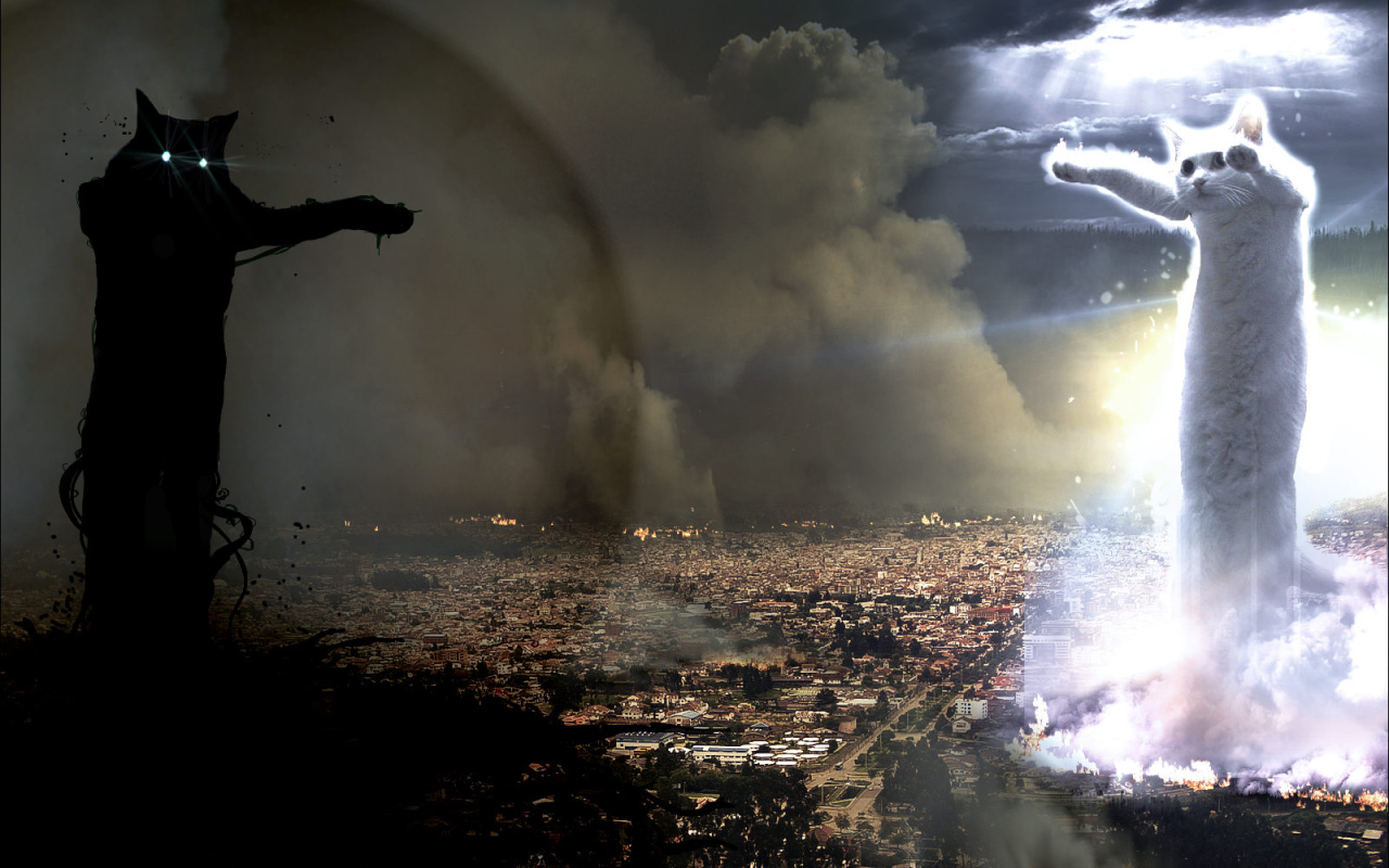 Война котов