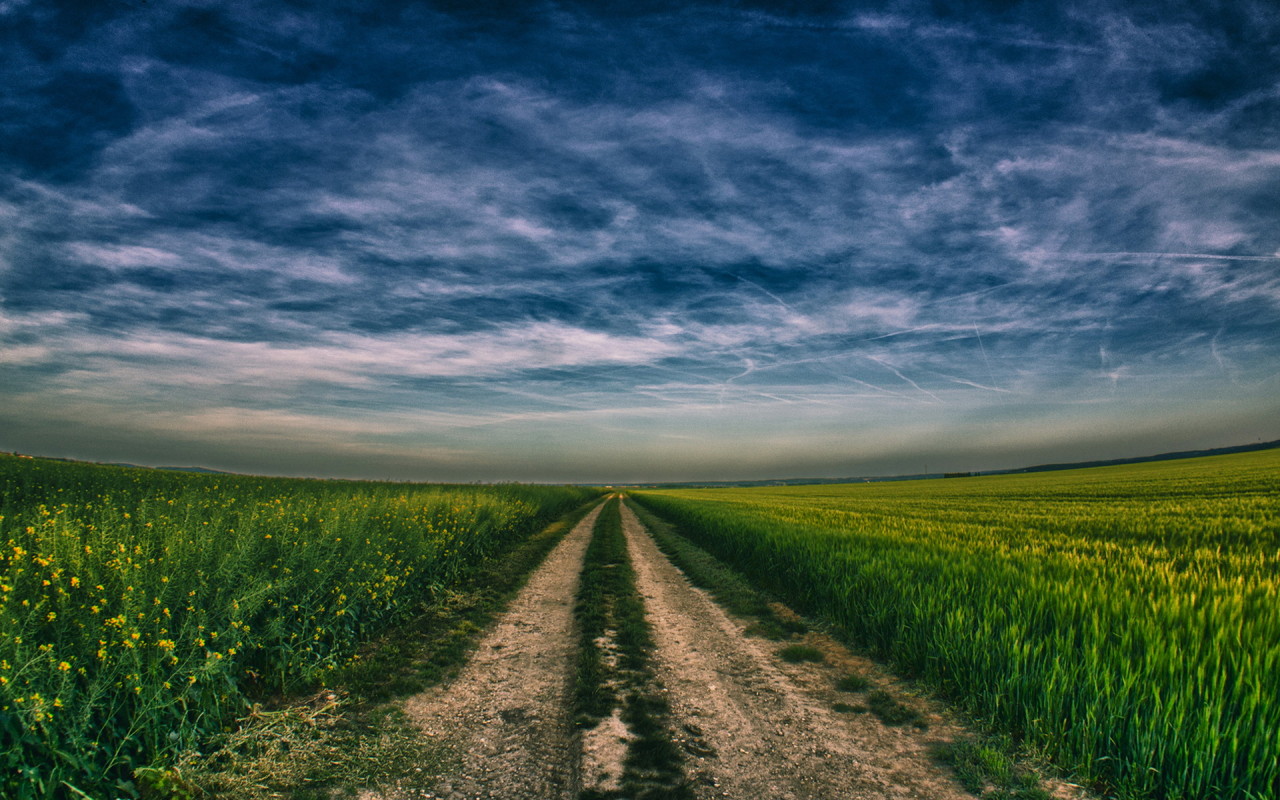 Дорога в поле