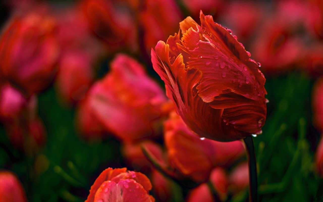 Красивые тюльпаны