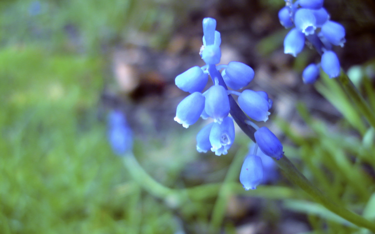 Голубые цветочки