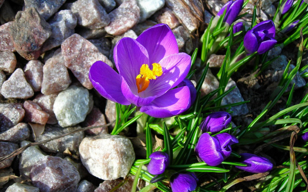 Крокусы на камнях