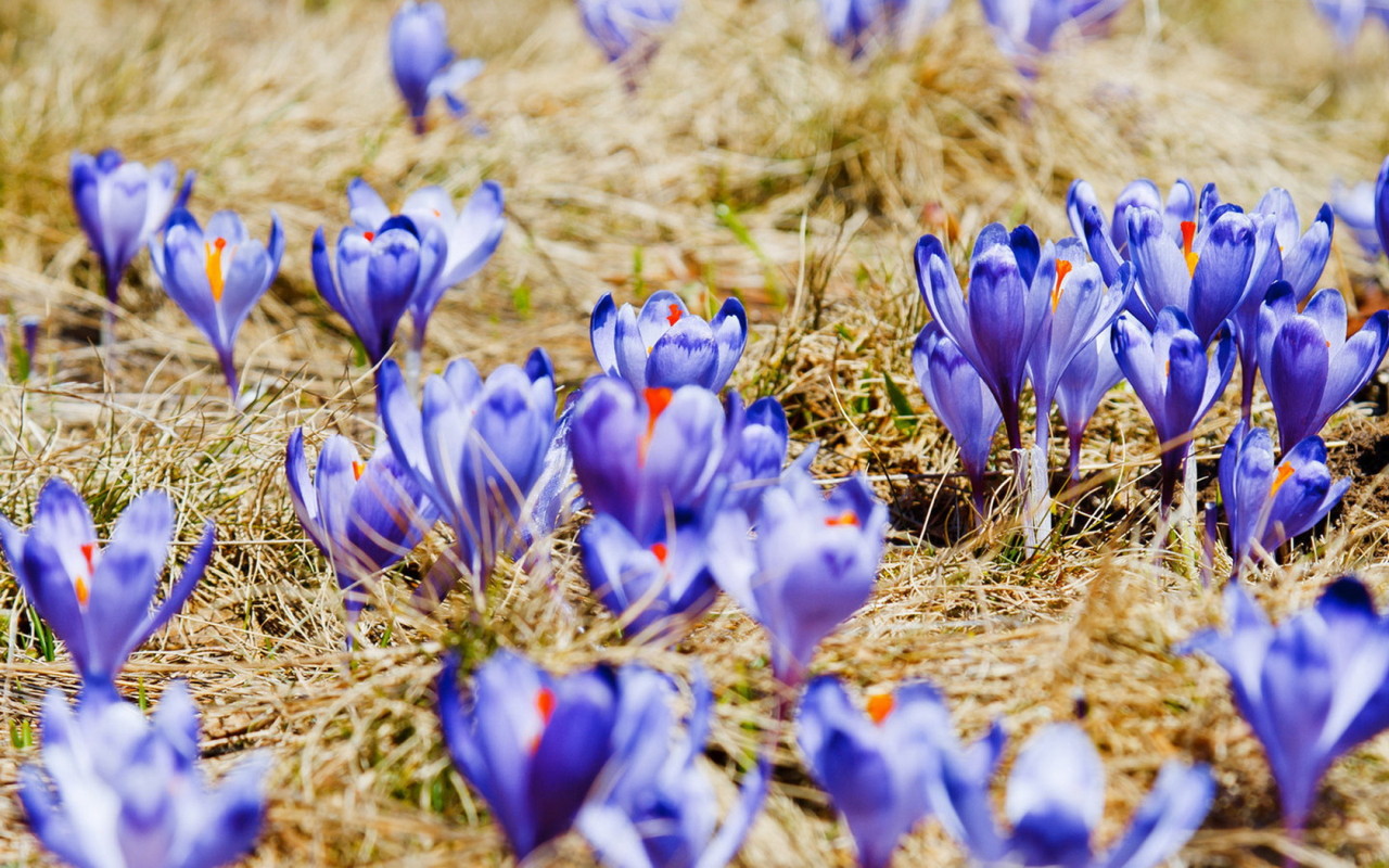 Поляна крокусов