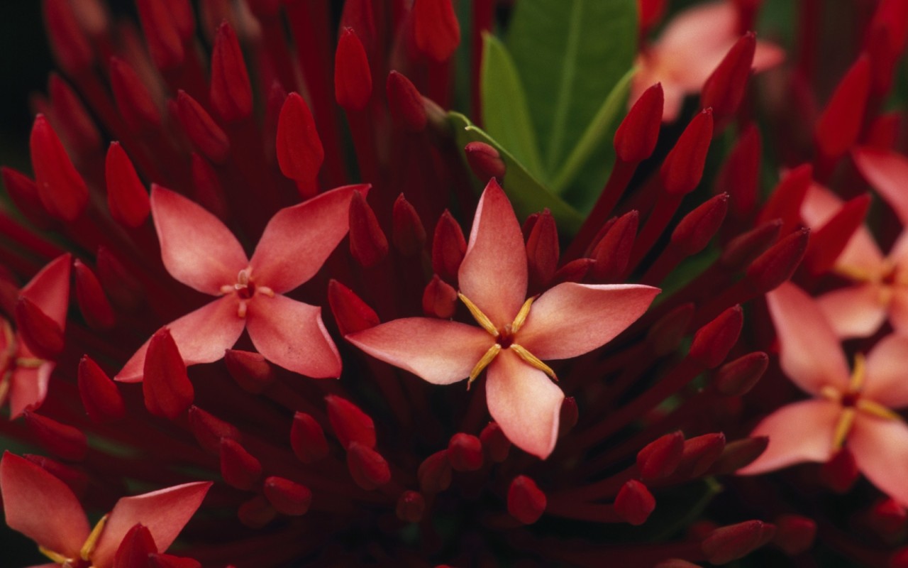 Живые цветы обои