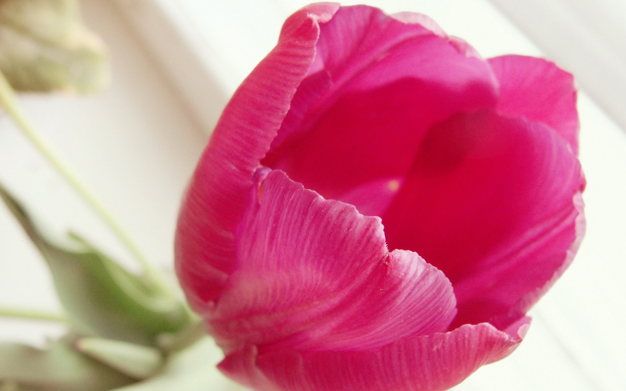 Раскрывшийся тюльпан