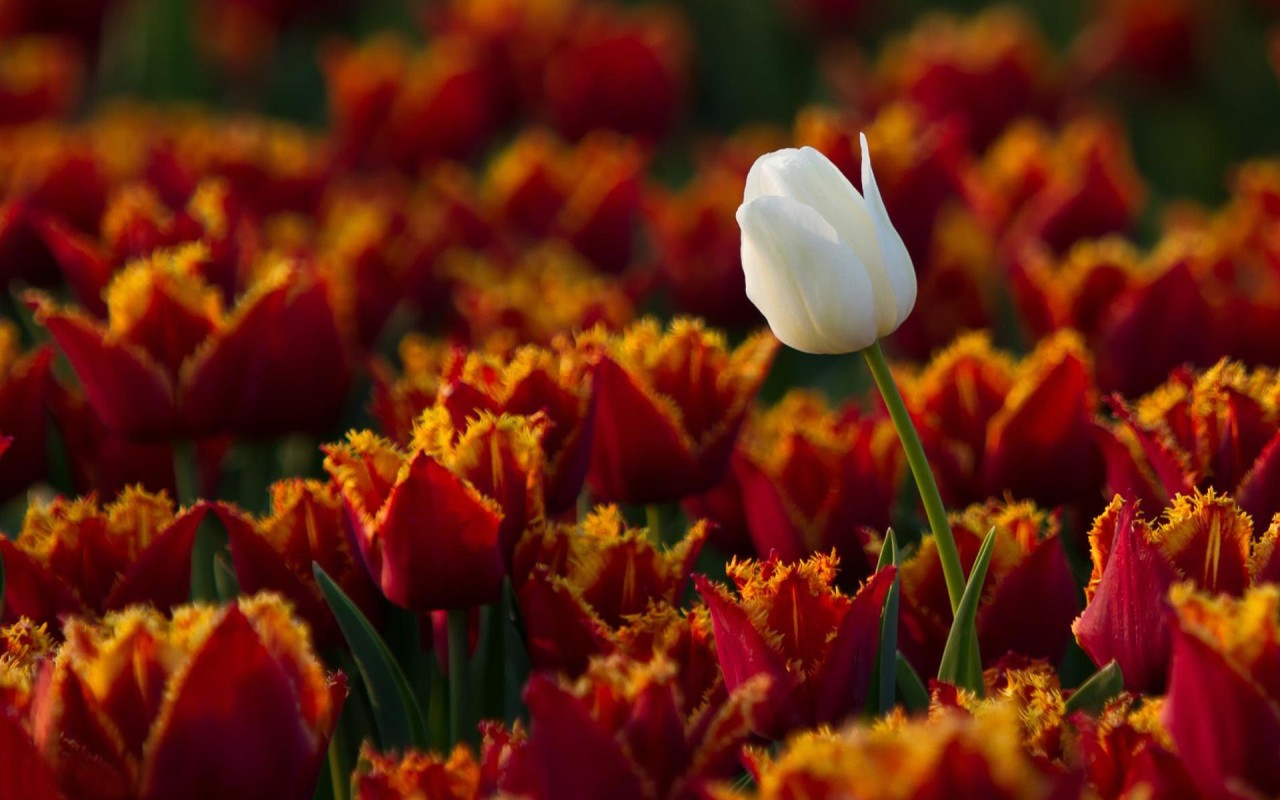 Белый тюльпан