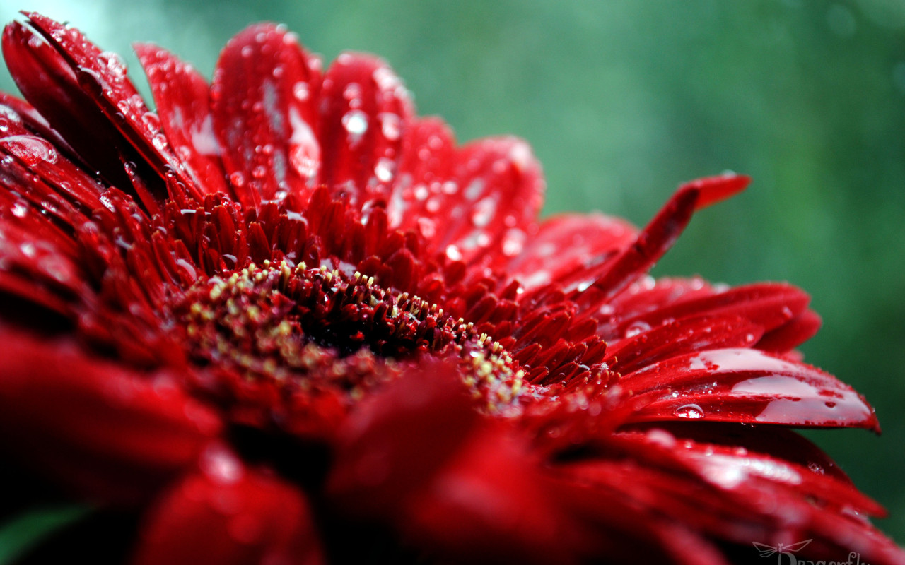 макро Гербера