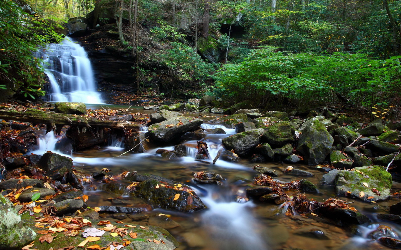 Ручей в чаще леса