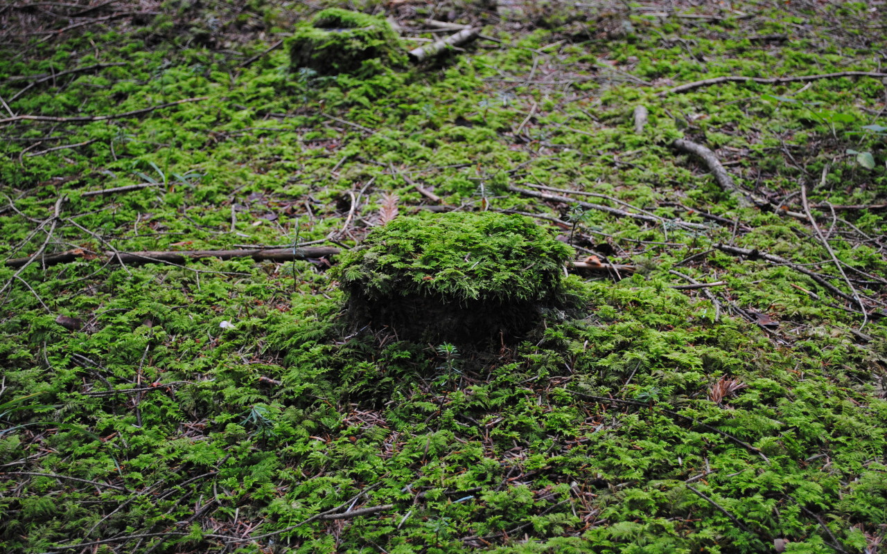 Лесной покров