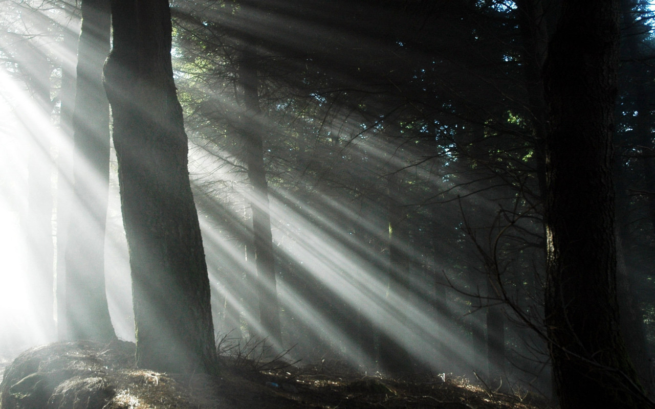 Свет через деревья