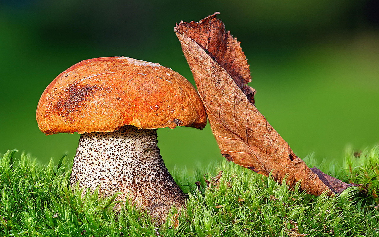 Подосиновик