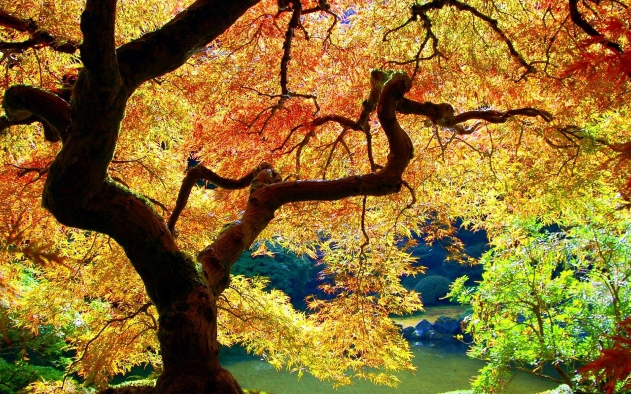 Осеннее дерево