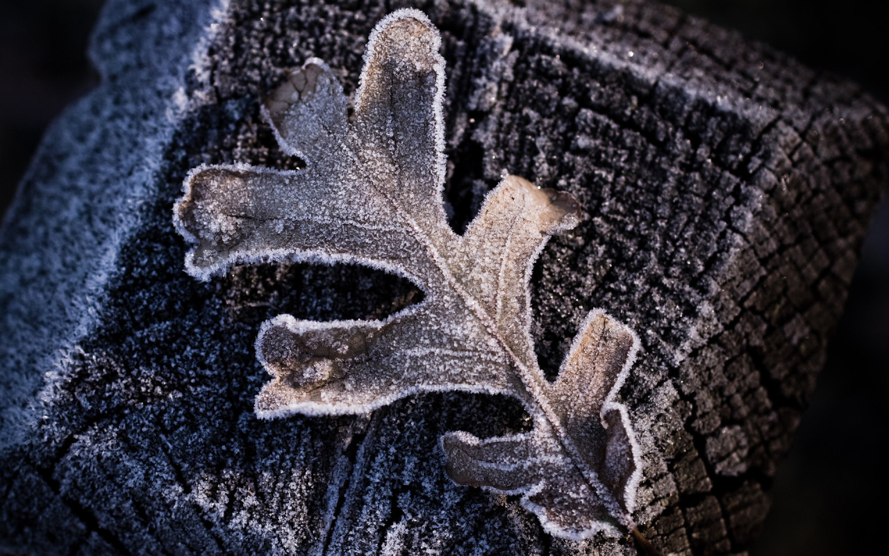 Утренний иней, макро