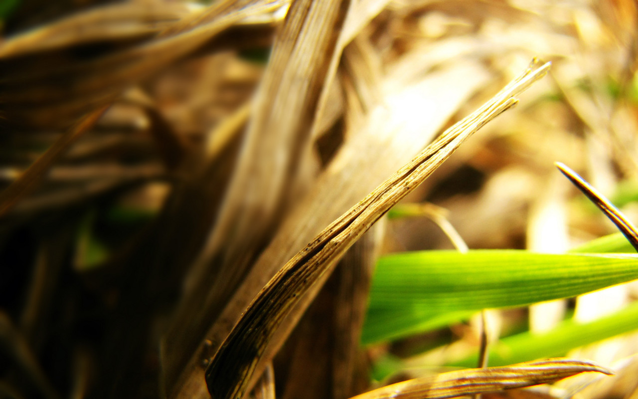 Сухие листья