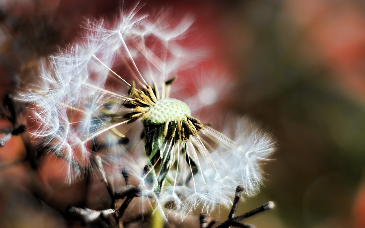 Облетевший одуванчик