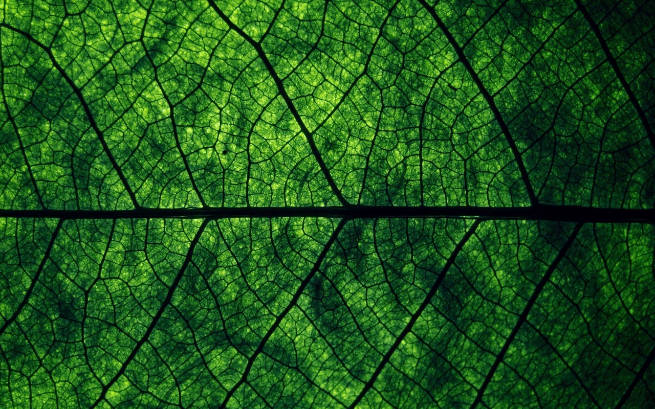 Зеленый лист Макро фото