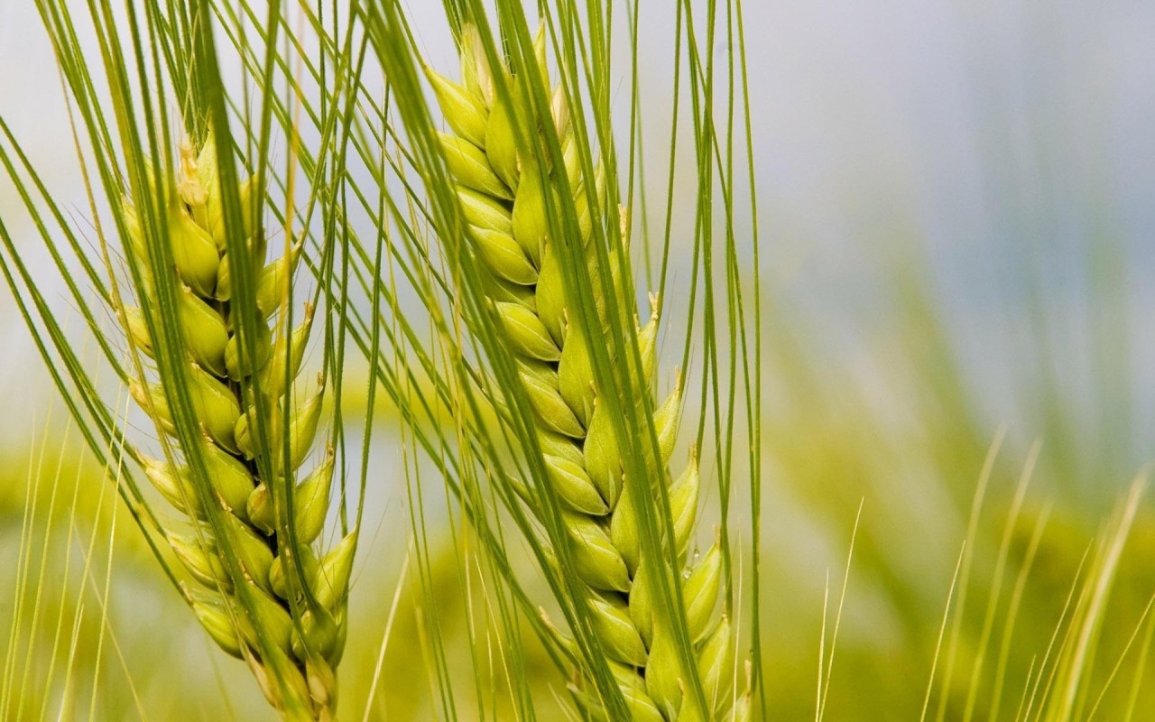 Колосья макро