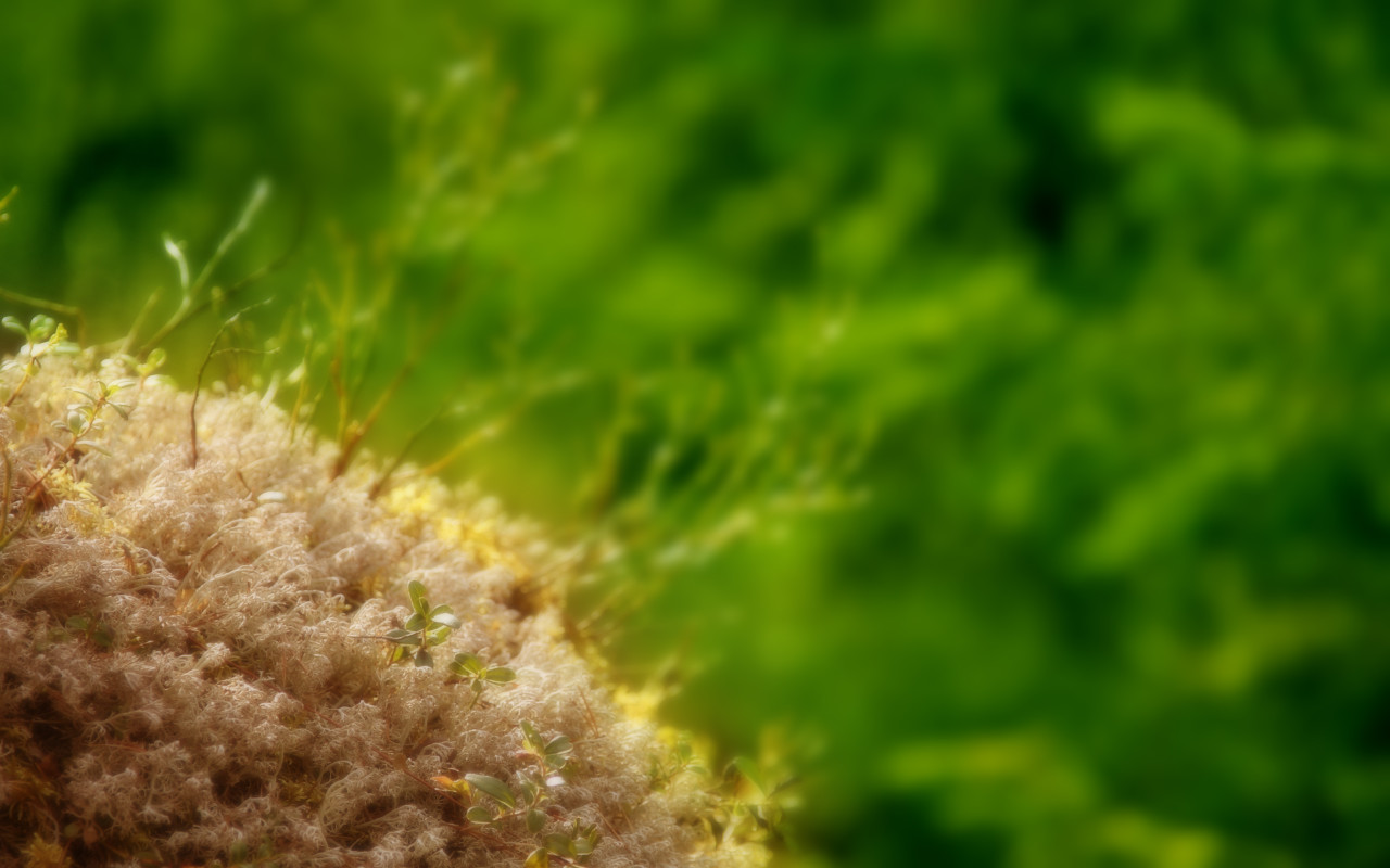 Маленькие ростки