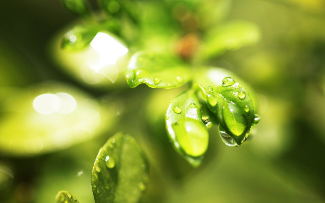 Мокрые листочки