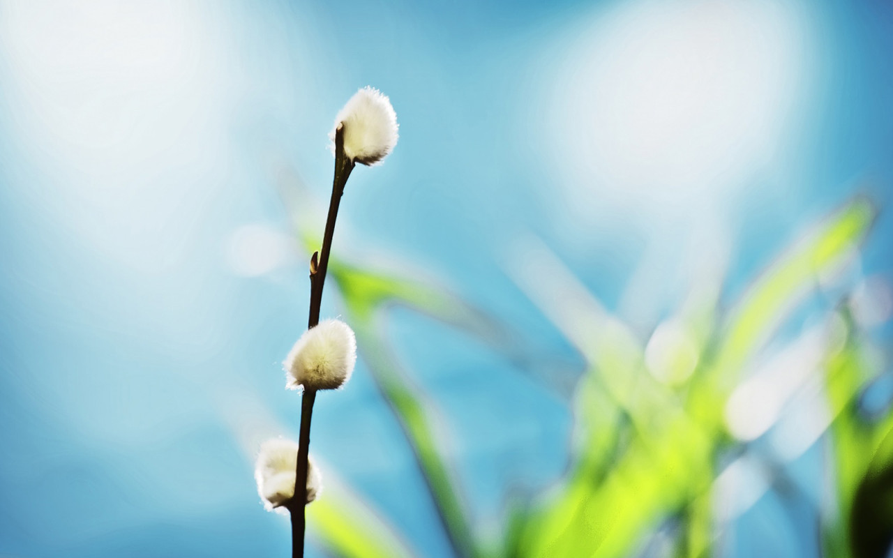 Ветка вербы