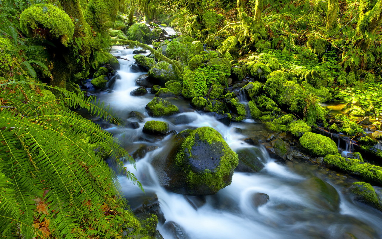 Река в джунглях