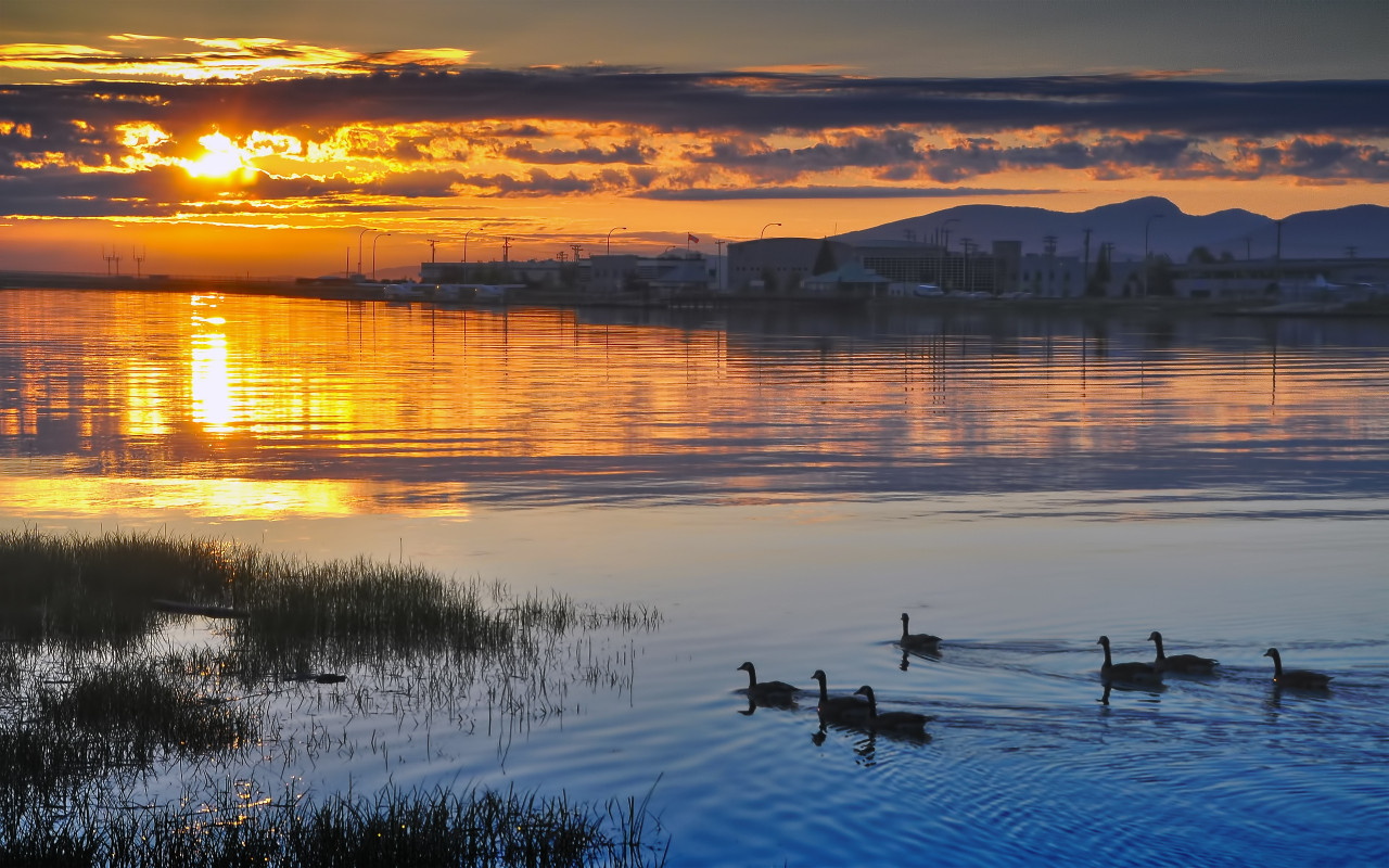 Утки на закате