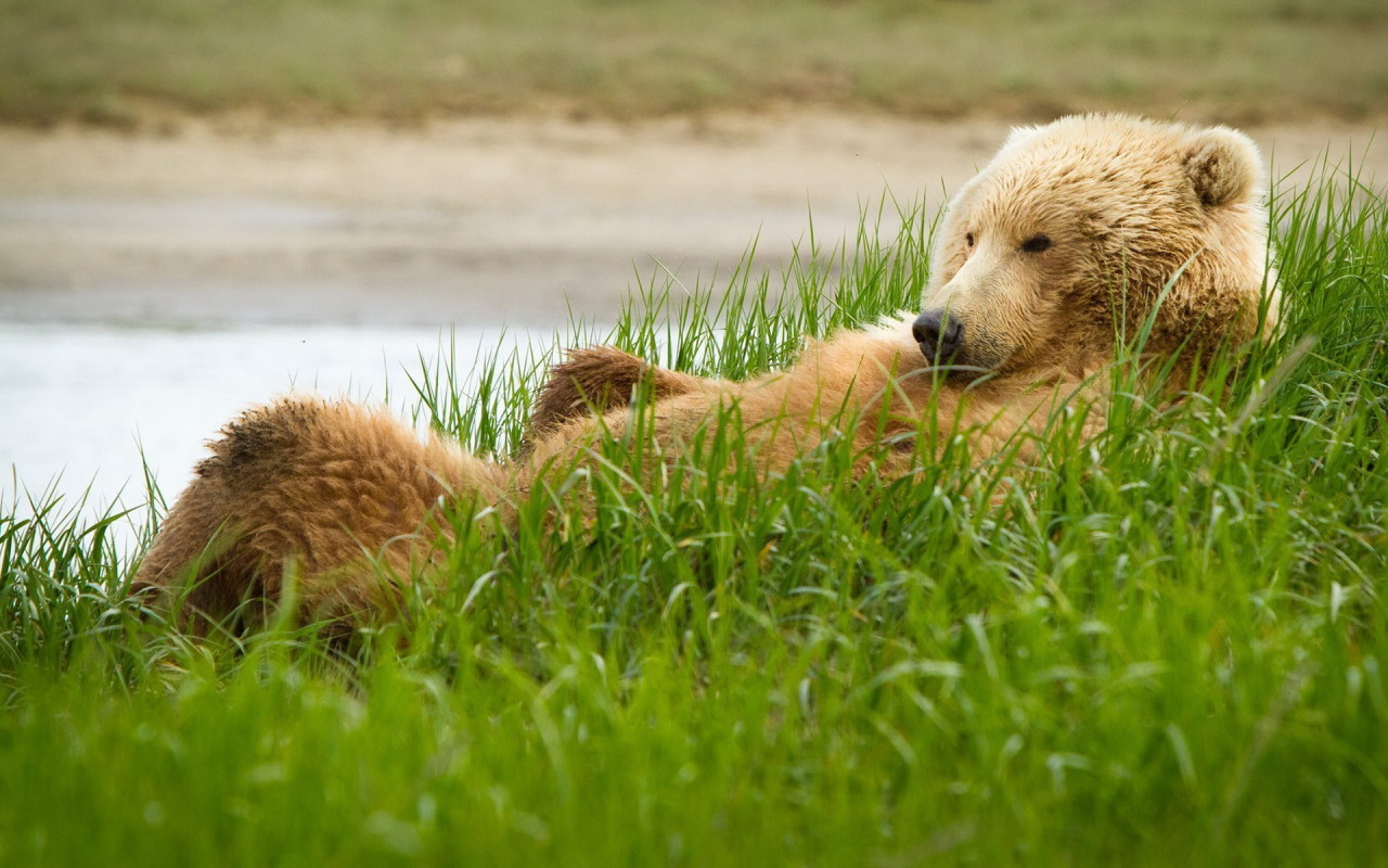 Медведь в траве