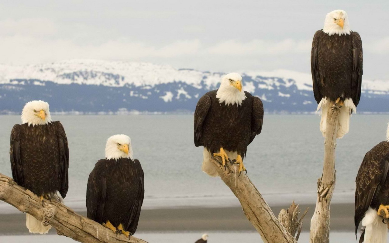 Белоголовый Орлан