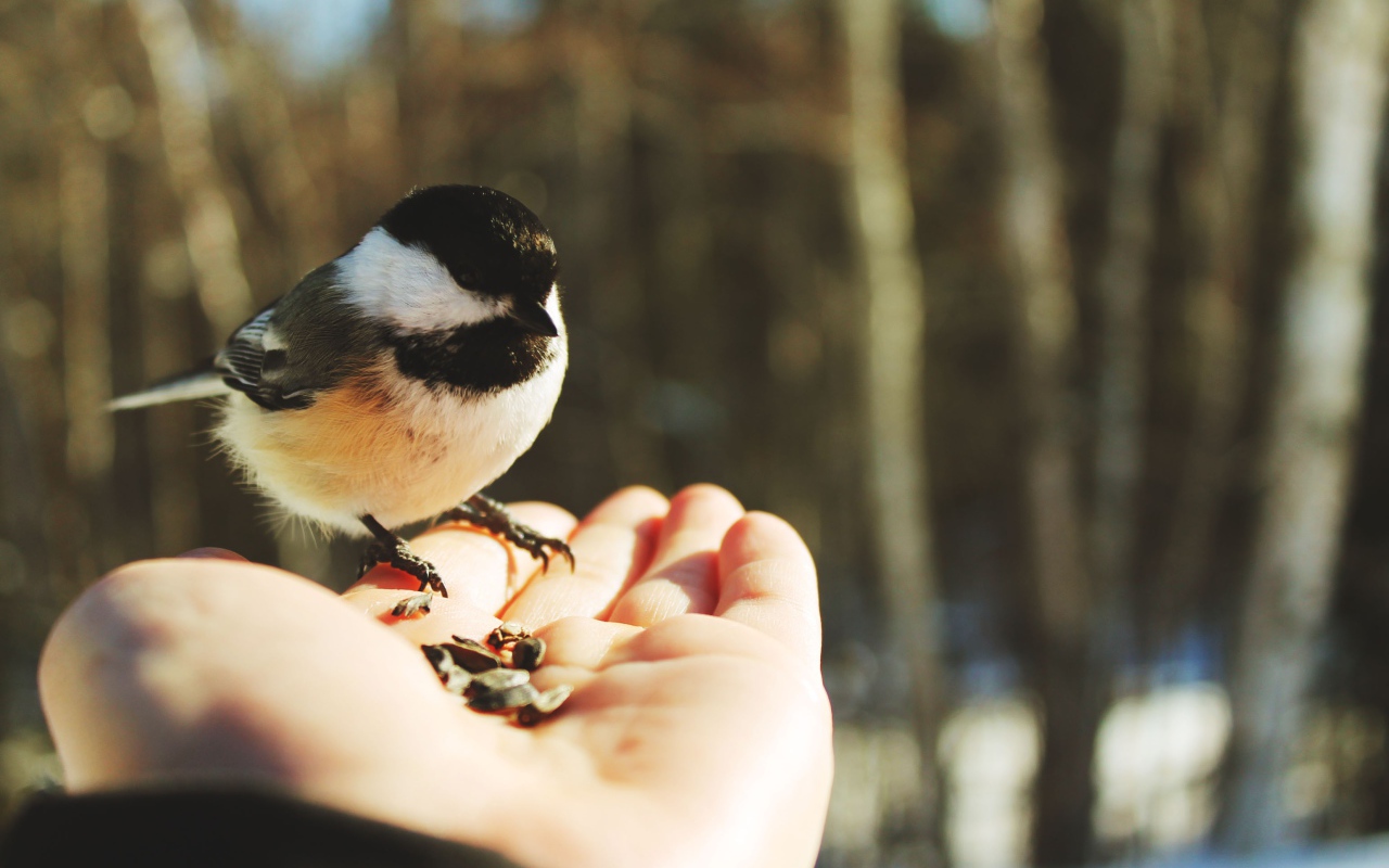 Птичка на ладони