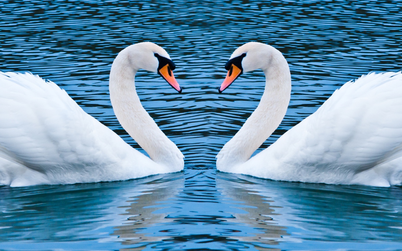 Два лебедя