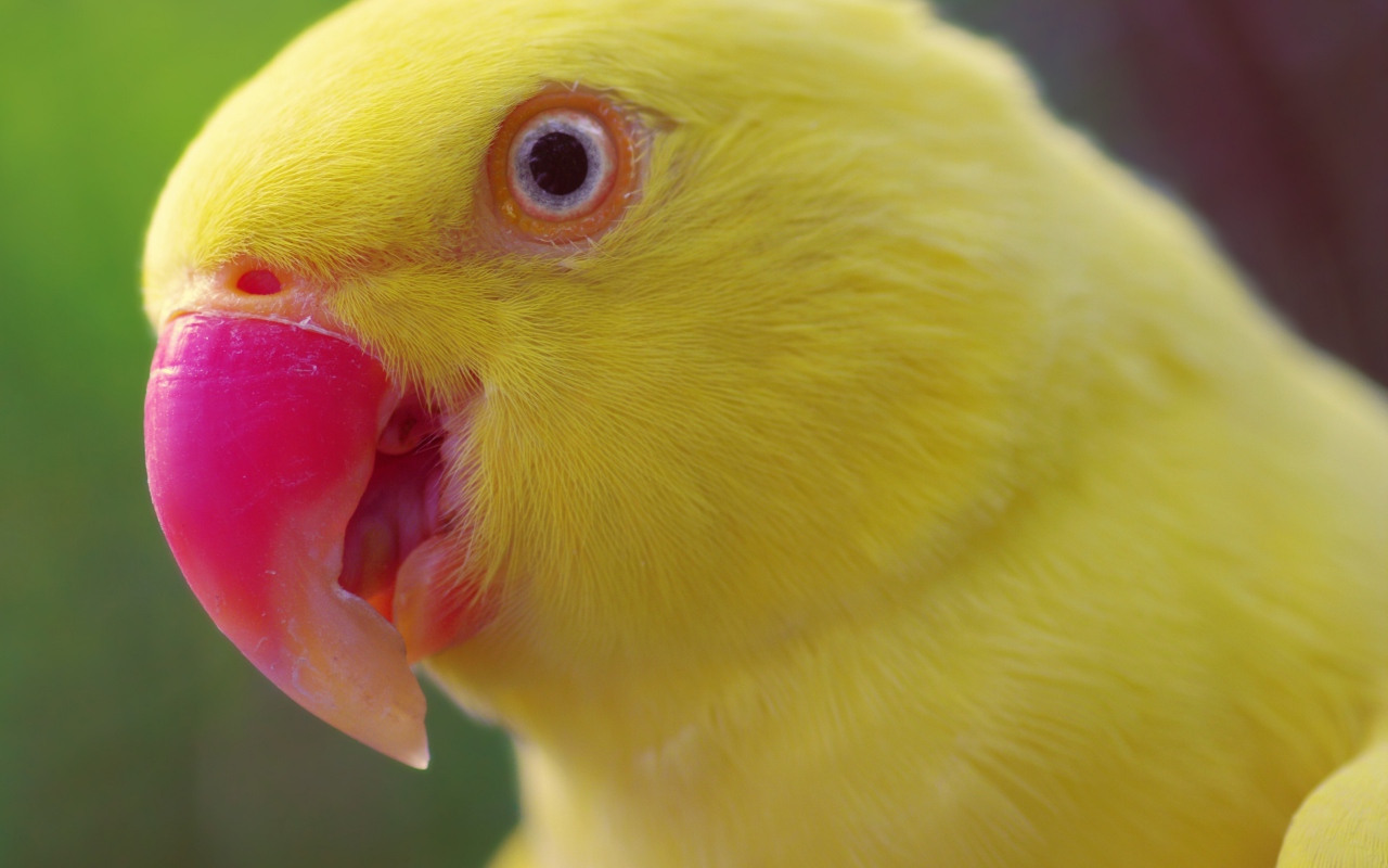 Желтый попугай