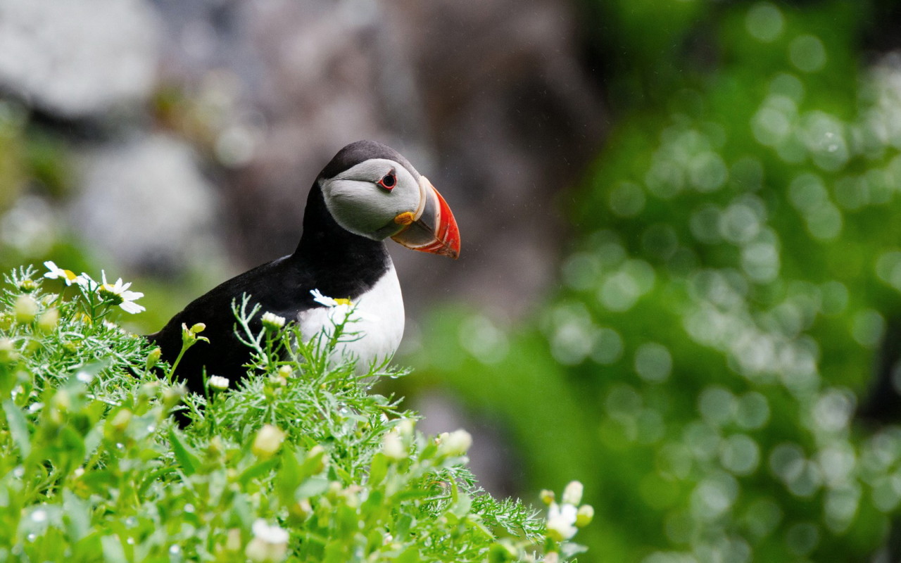 птица Тупик