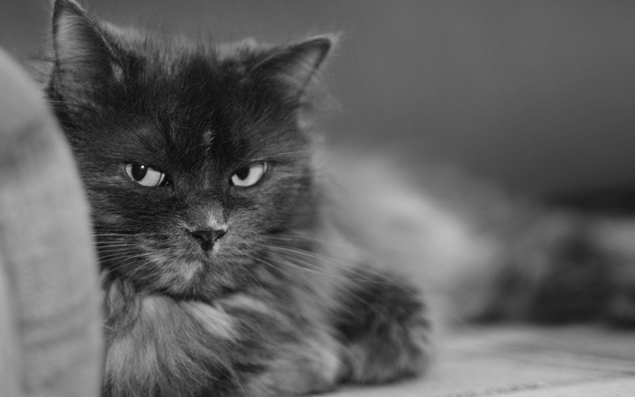 Пушистый кот