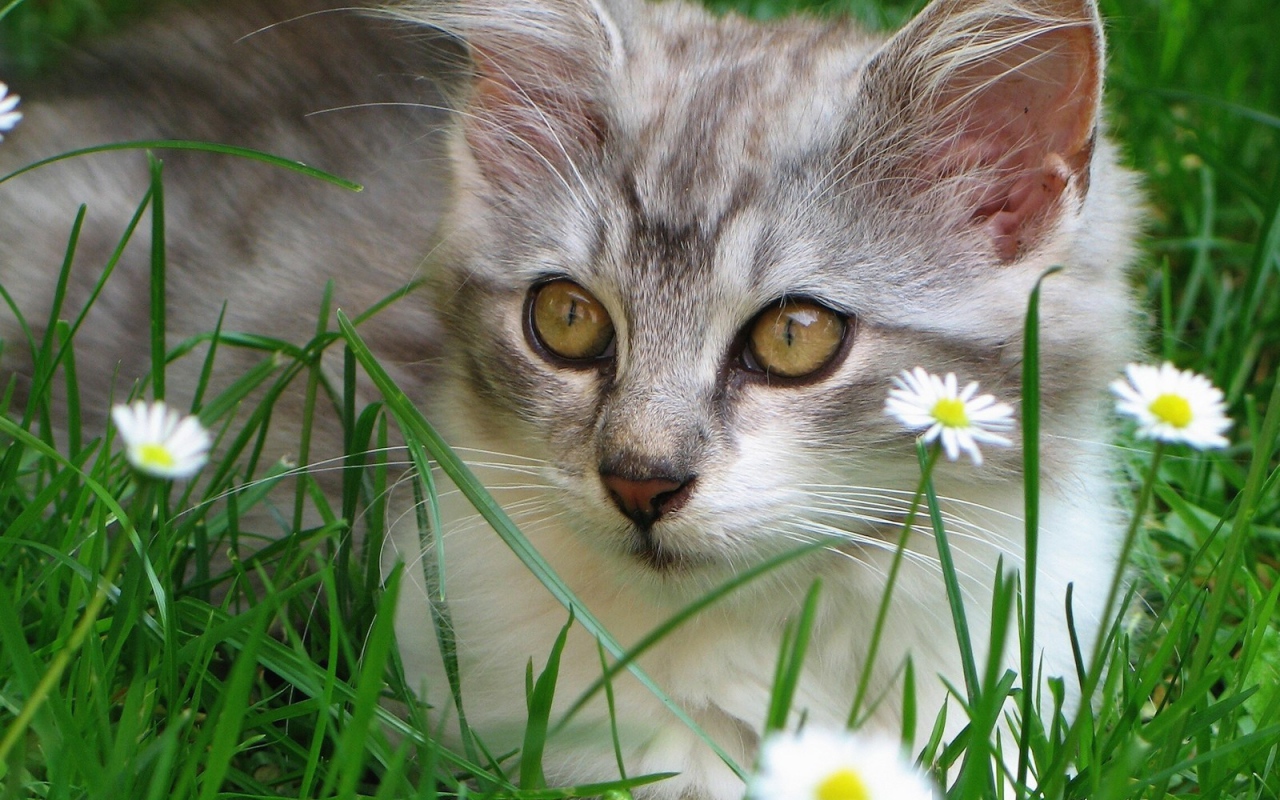 Котенок в ромашках