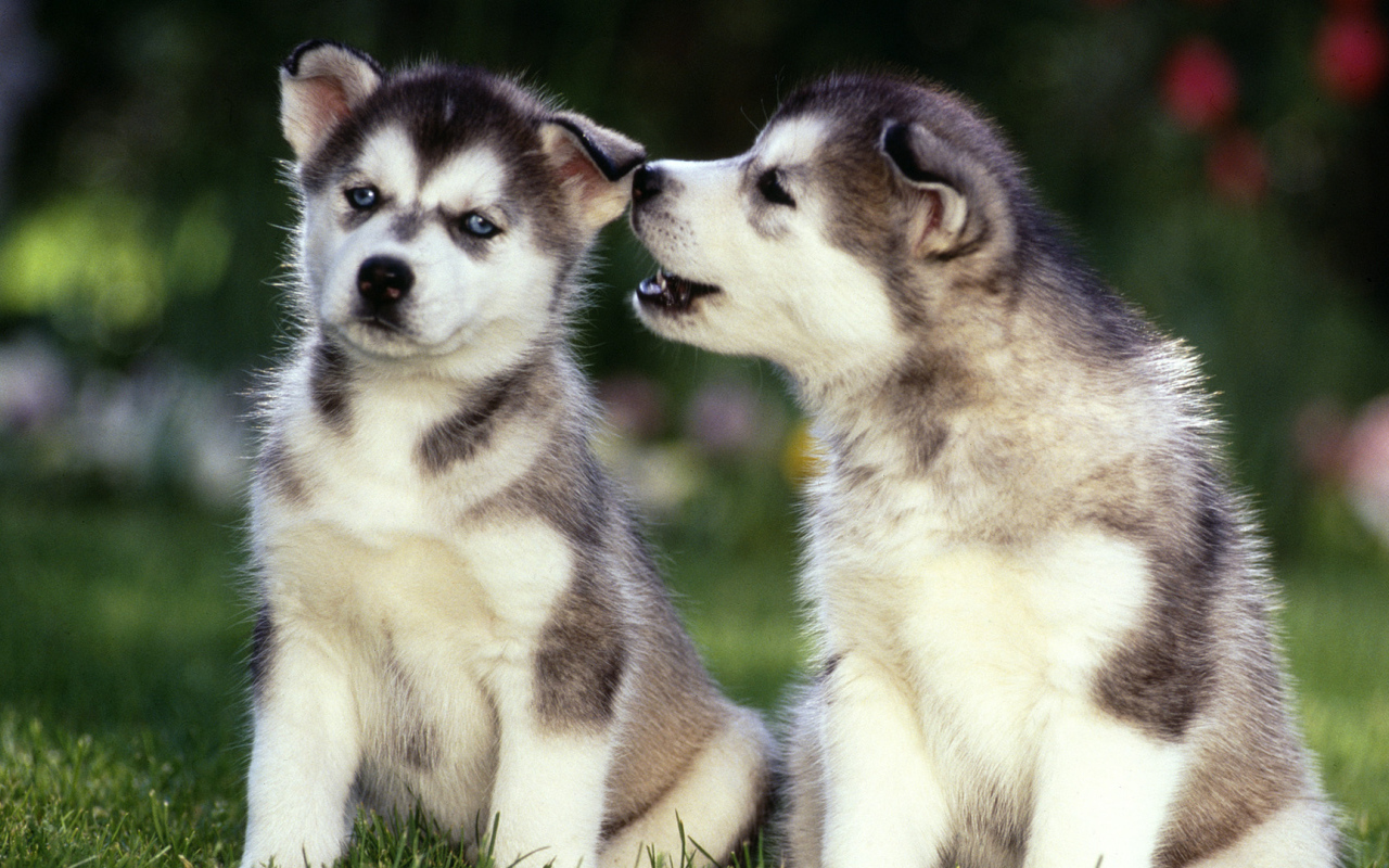 Два милых щенка