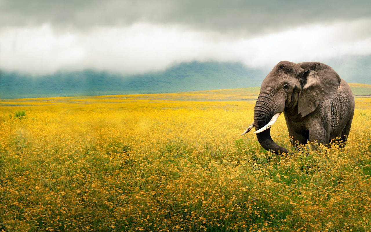 Elephant on the field