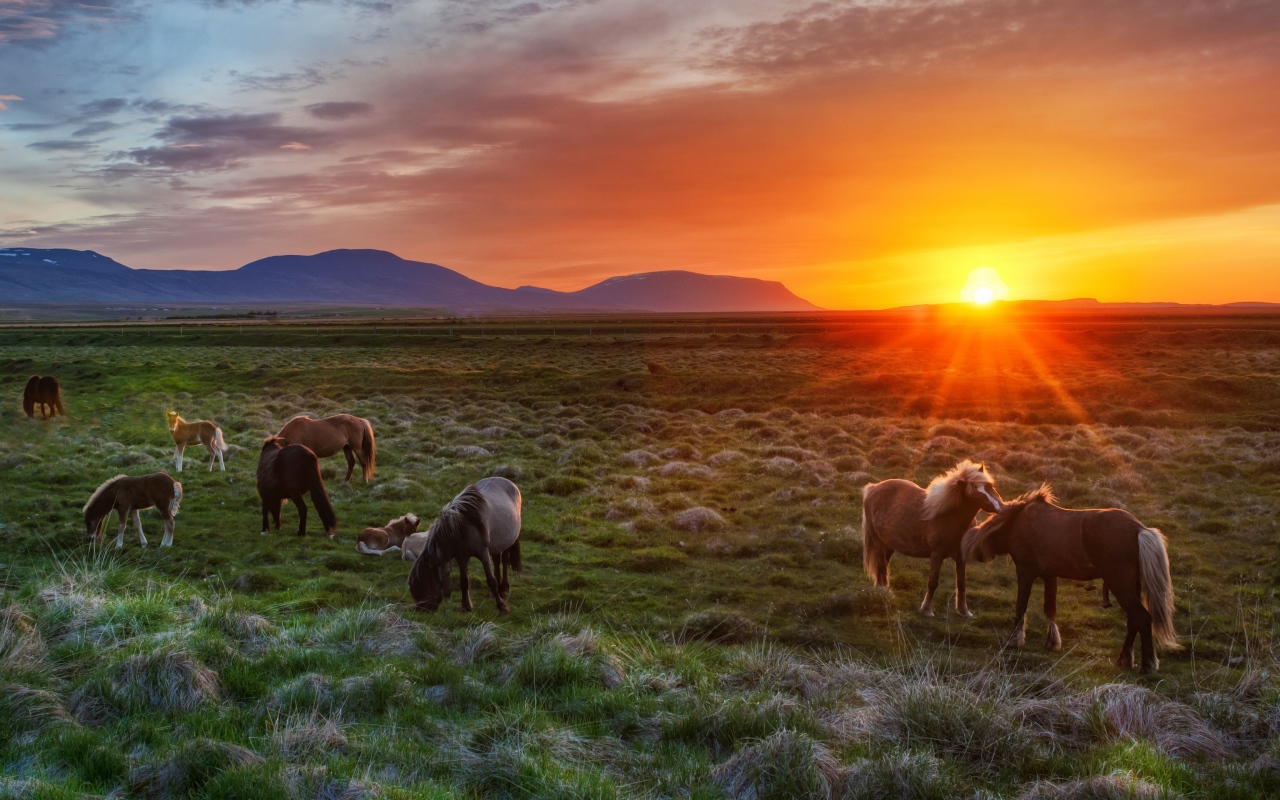 Дикие лошади на рассвете