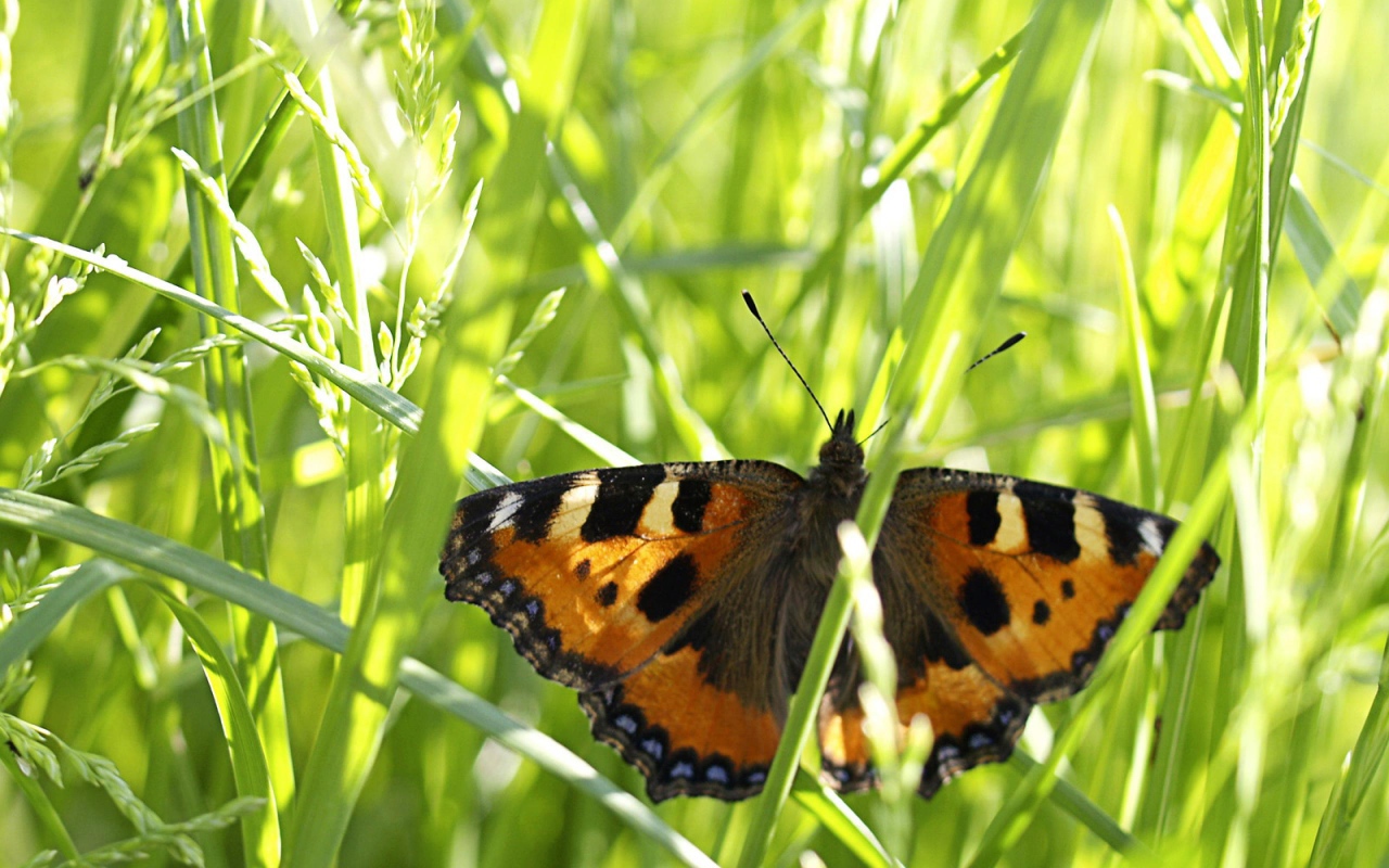 Бабочка в траве
