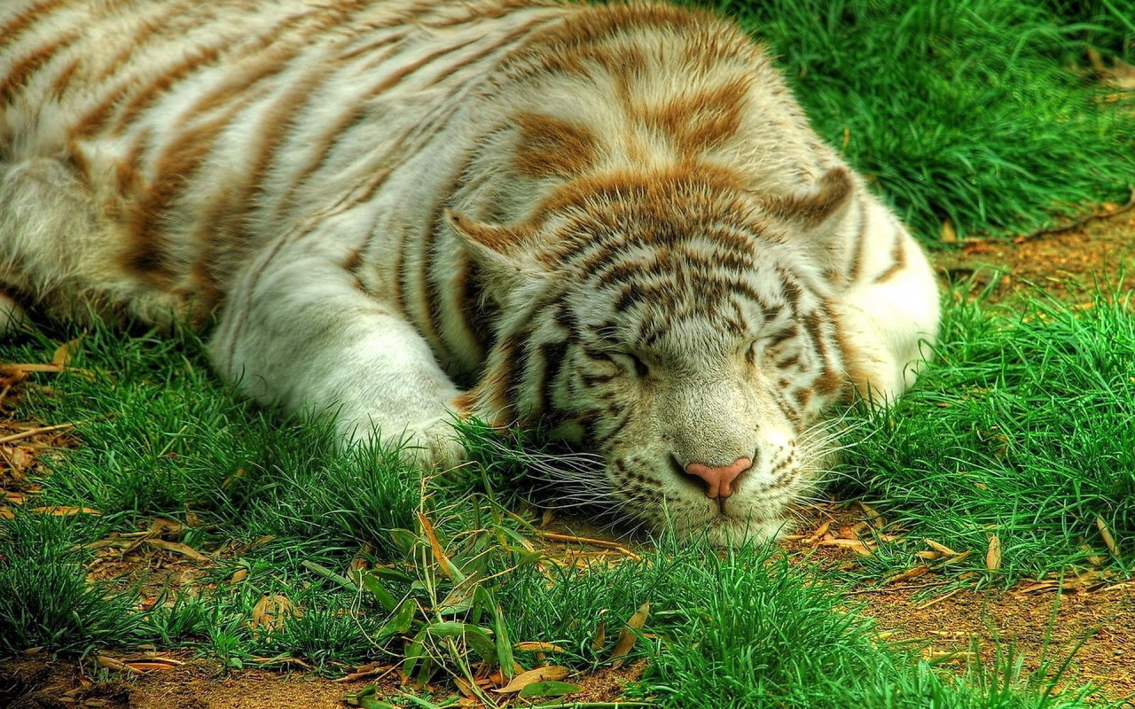 Белый тигр на траве