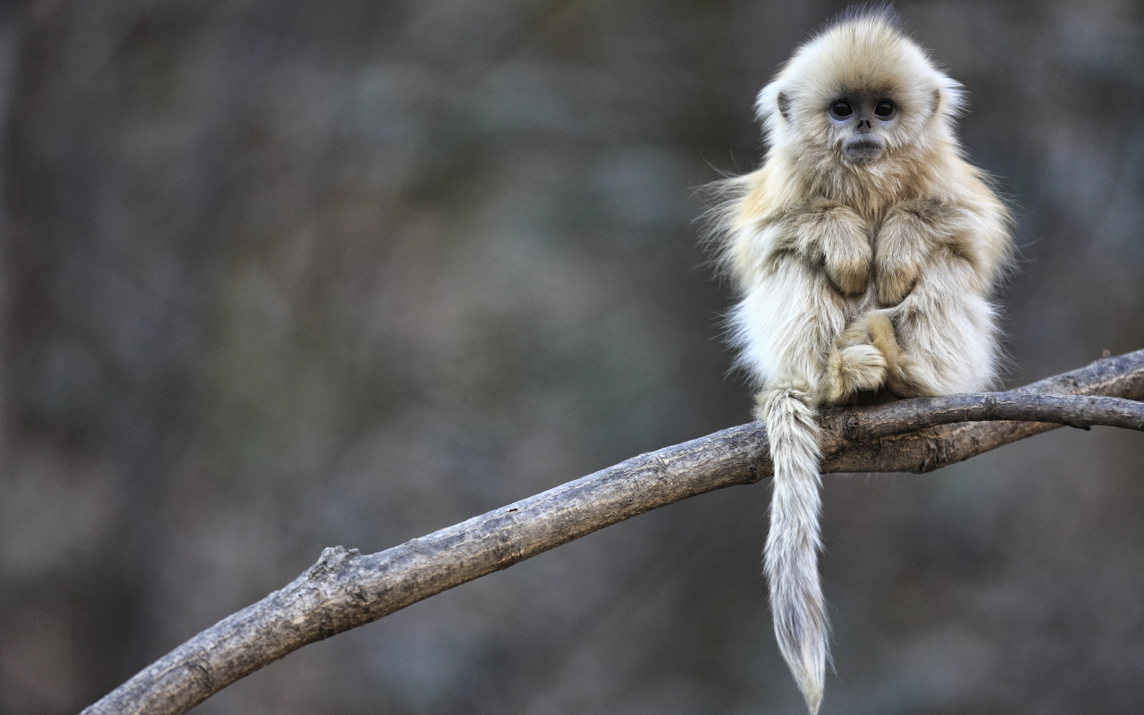 Маленькая обезьянка