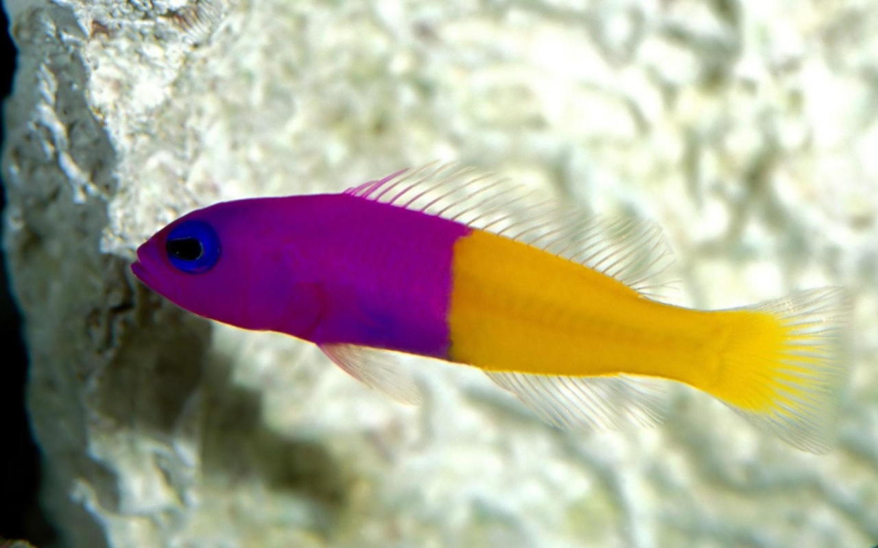 Радужная рыбка