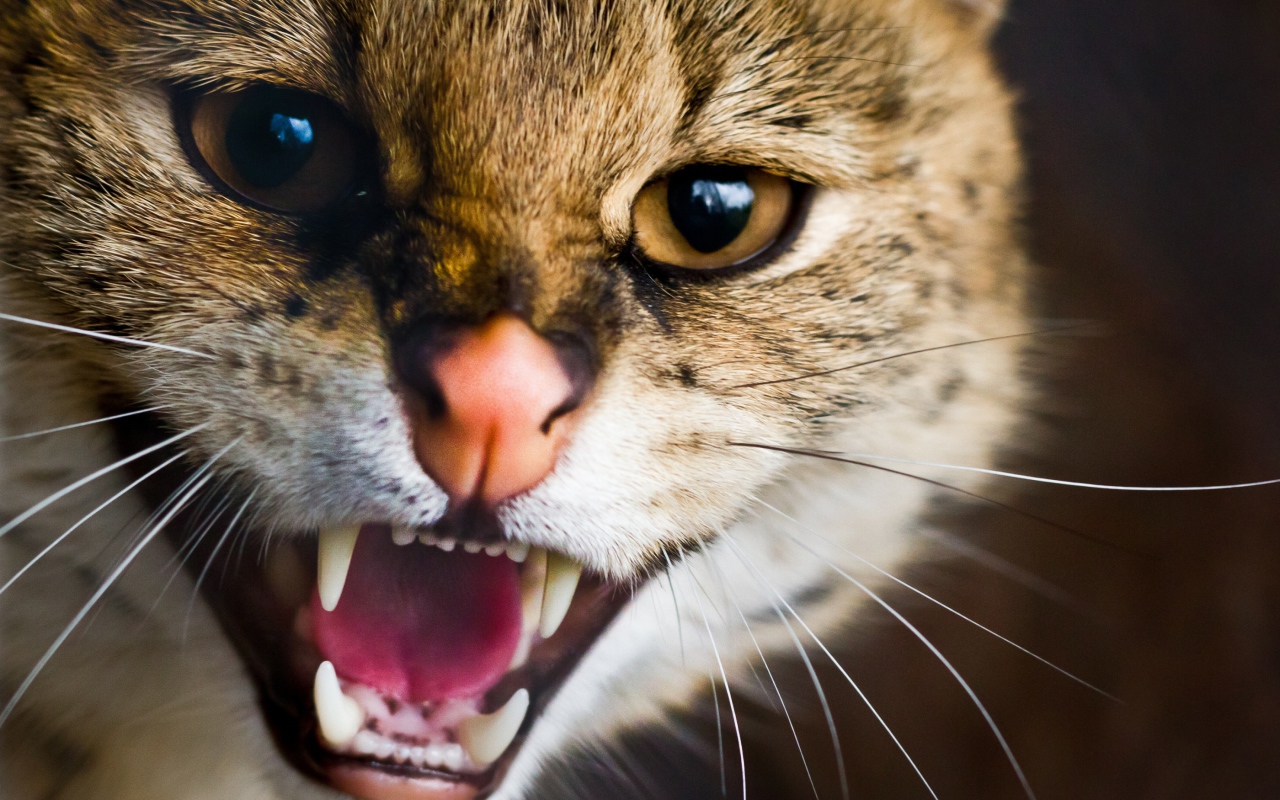 Пасть дикой кошки