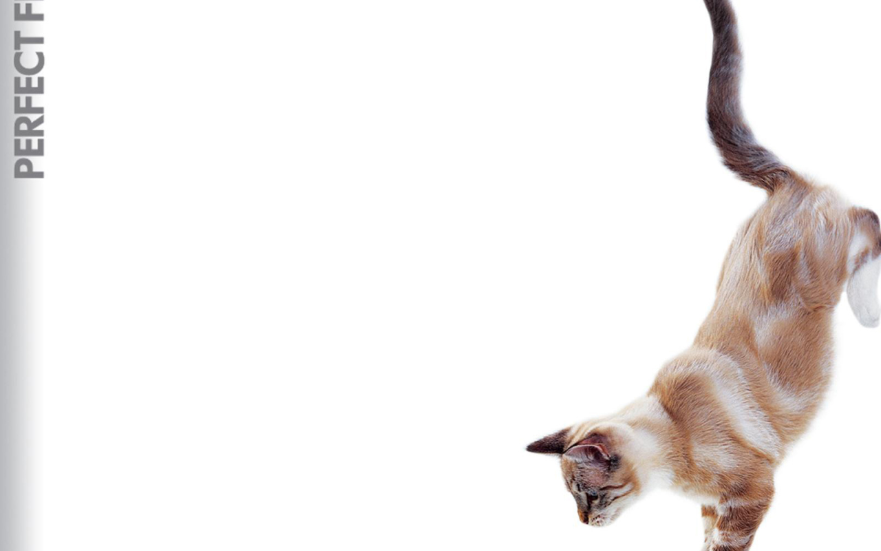 Кошка в прыжке