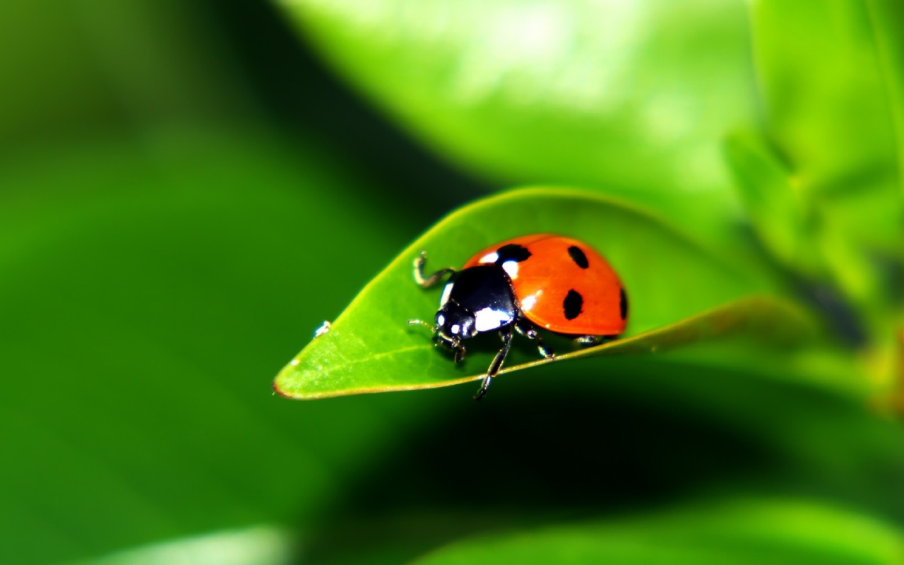 Листок с букашкой