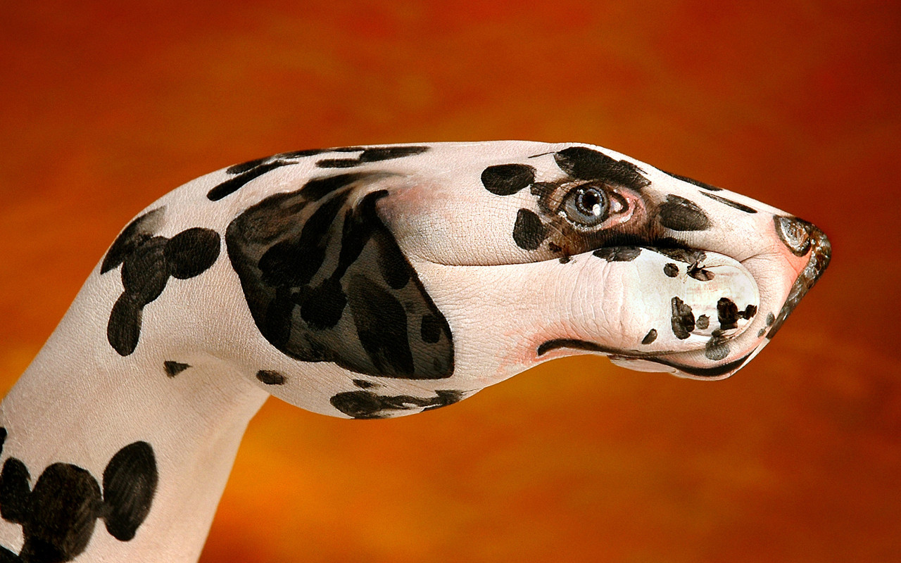 Далматинец