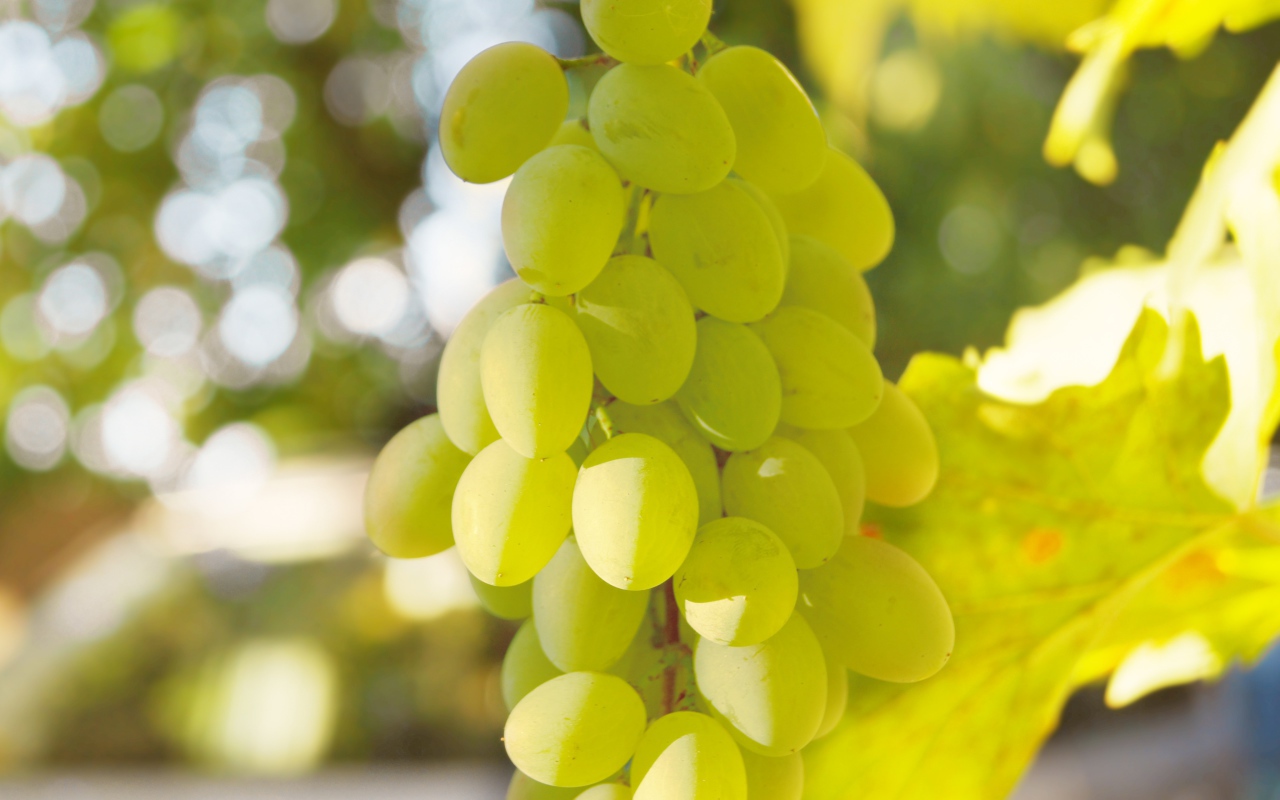 Белый виноград