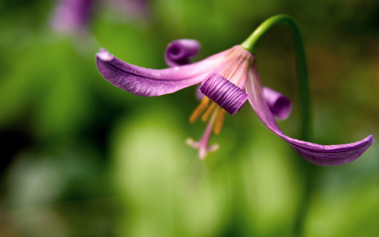 Красивый цветок