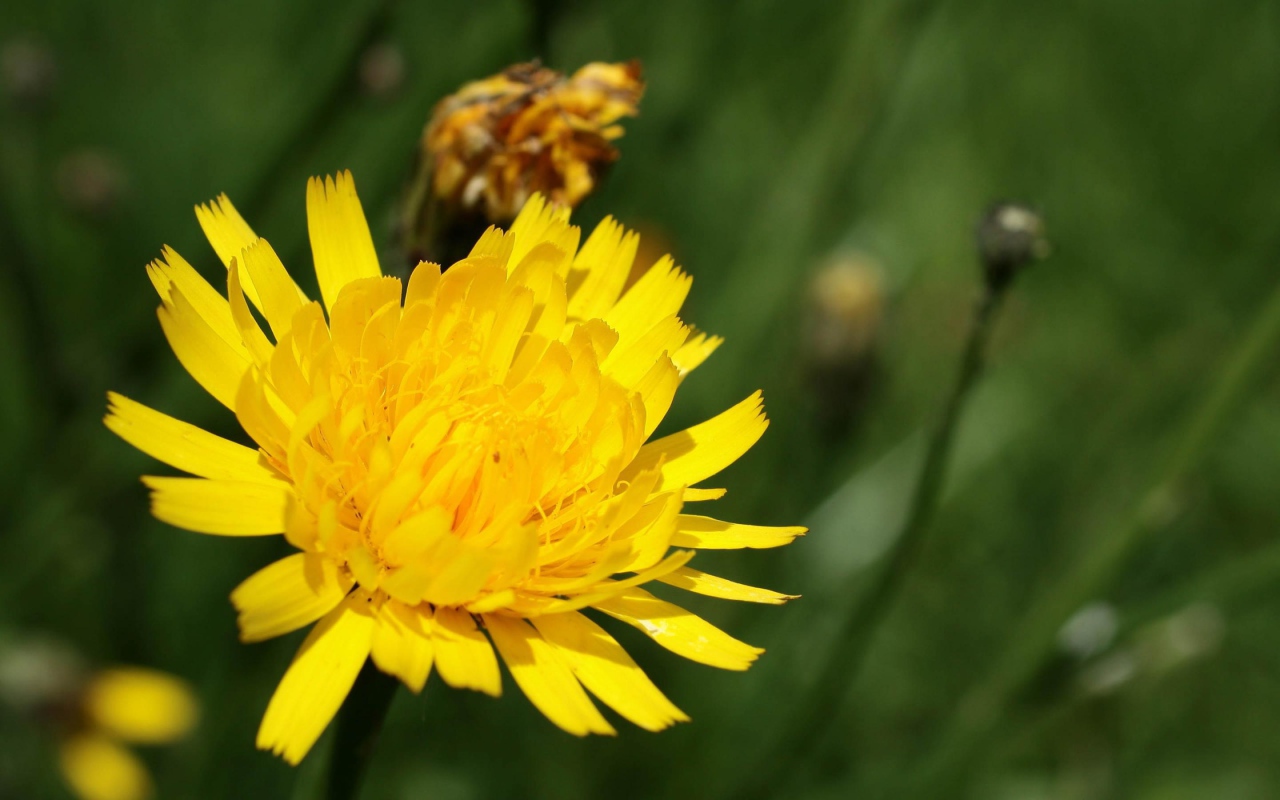Золотой одуванчик